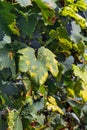 A dangerous disease of grape Mildew Ã¢â¬â downy mildew lat. Of plasmopara viticola